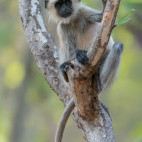 Grey langur in Bandhavgarh National Park, India