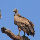 Indian vulture in Bandhavgarh National Park, India
