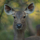 Sambar in Bandhavgarh National Park, India