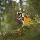 Tiger and cub in India.