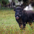 Indian boar in Bandhavgarh National Park, India