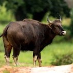 Gaur in India
