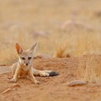 Indian fox in India