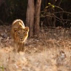Asiatic lion in Sasan Gir National Park, India