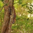 Leopard in Nagarhole National Park, India.