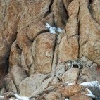 Snow leopard in Ladakh, India.