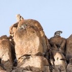 Snow leopard in Ladakh, India.