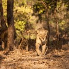 Asiatic lion in India