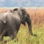 Asian elephant in India.