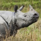 One-horned rhino in India.