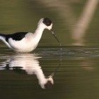 Black-winged stilt in Bharatpur, India