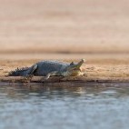 Gharial in Chambal, India