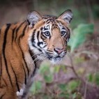 Tiger in Tadoba, India.