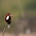 White-throated kingfisher in Bharatpur, India