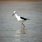 Black-winged stilt in Chambal, India