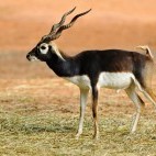 Blackbuck in India