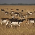 Blackbuck in Gujarat state, India