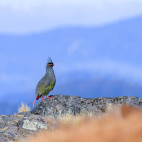 Blood pheasant in India