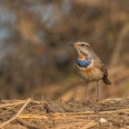 Bluethroat in India