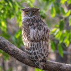 Brown fish eagle in India