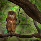 Brown fish owl in India