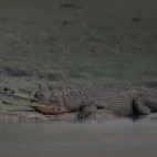 Gharial in India.