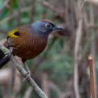 Chestnut-crowned laughing thrush in India