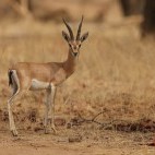 Chinkara in India