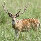 Chital in India