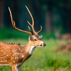 Chital in India