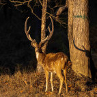 Chital in India.