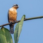 Collared falconet in Corbett National Park, India.