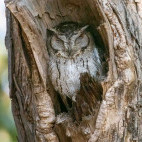 Collared scops owl in India.