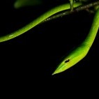 Common green vine snake in Western Ghats, India