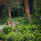 Tiger in India