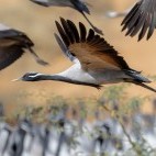 Demoiselle crane in Khichan, India