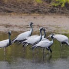 Demoiselle cranes in Gujarat state, India