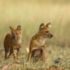 Dhole in Bandhavgarh National Park, India.