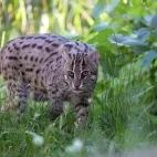 Fishing cat in India