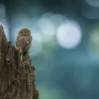 Jungle owlet in India