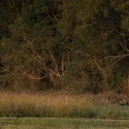 One-horned rhino in India.