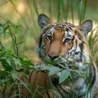 Tiger in India