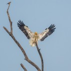 Egyptian vulture in Bharatpur, India.