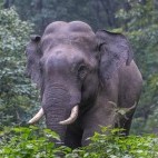 Asian elephant in India.