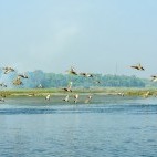 Red-crested pochard in Okhla Bird Sanctuary, India