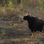 Gaur in India.