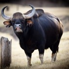 Gaur Indian bison (bos gaurus).