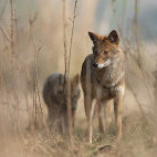 Golden jackal in India