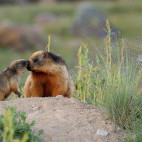 Golden marmot in India