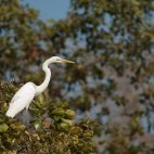 Great egret in Gujarat state, India